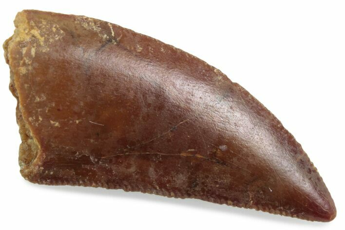 Serrated Raptor Tooth - Real Dinosaur Tooth #376442